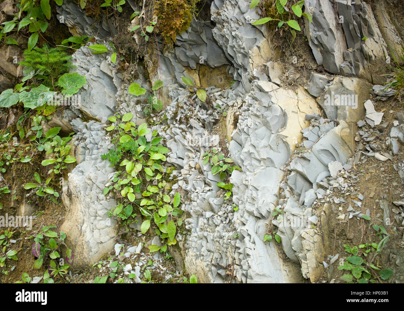 Fractured flysch rock, Ammergau Alps, Bavaria, Germany Stock Photo