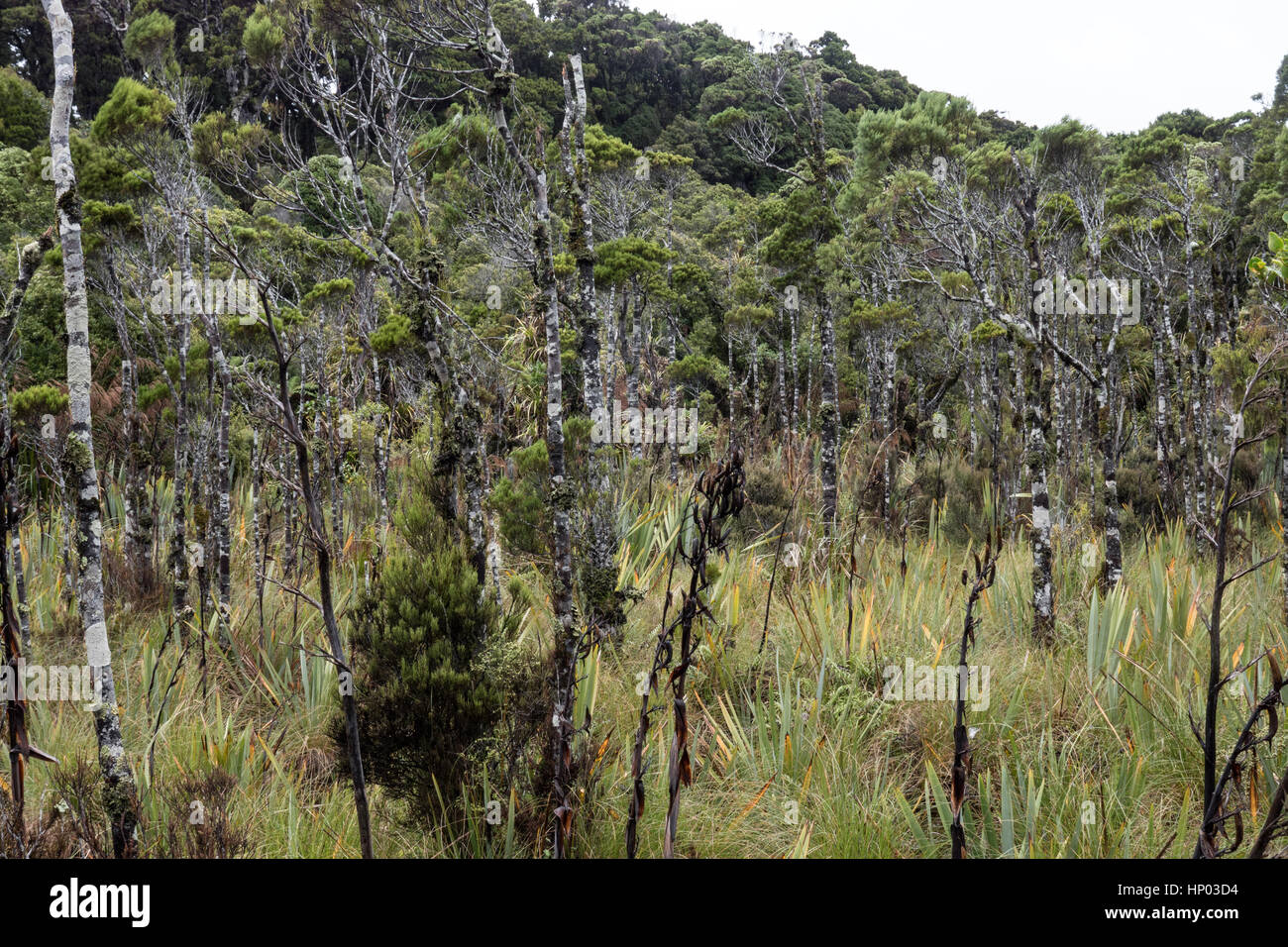 Ship Creek and Kahikatea swamp forest, Haast Highway, South Island, New Zealand Stock Photo Alamy