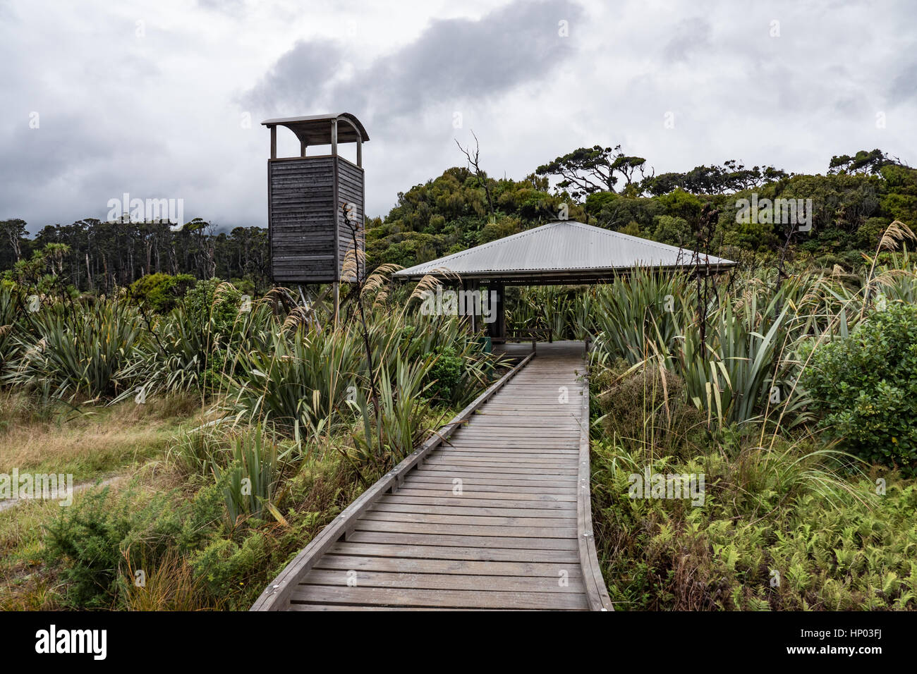 Ship Creek and Kahikatea swamp forest, Haast Highway, South Island, New Zealand Stock Photo Alamy