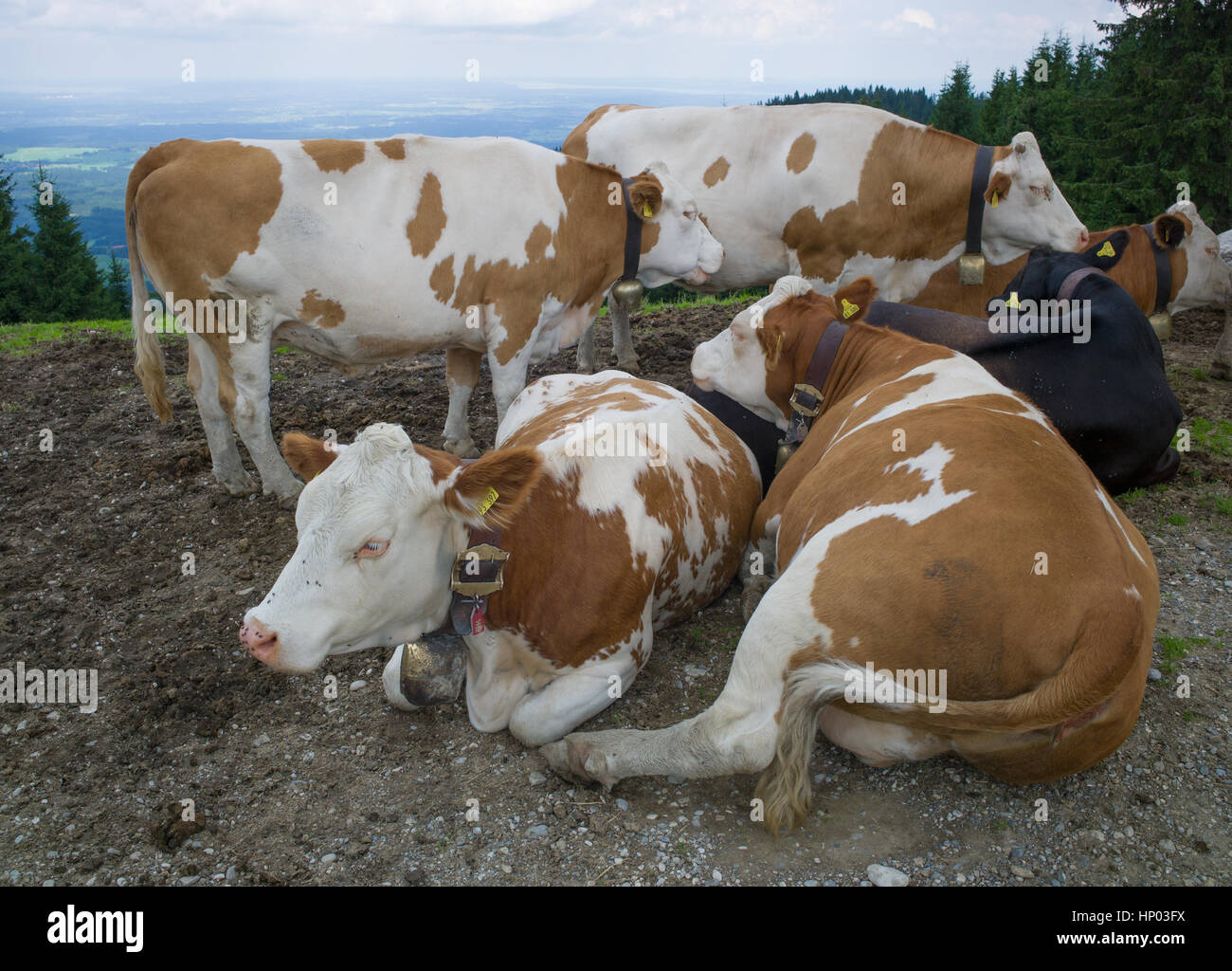 Cattle wearing neck cow bells, Ammergau Alps, Bavaria, Germany Stock Photo Alamy Cattle wearing neck cow bells, Ammergau Alps, Bavaria, Germany Stock Photo Alamy