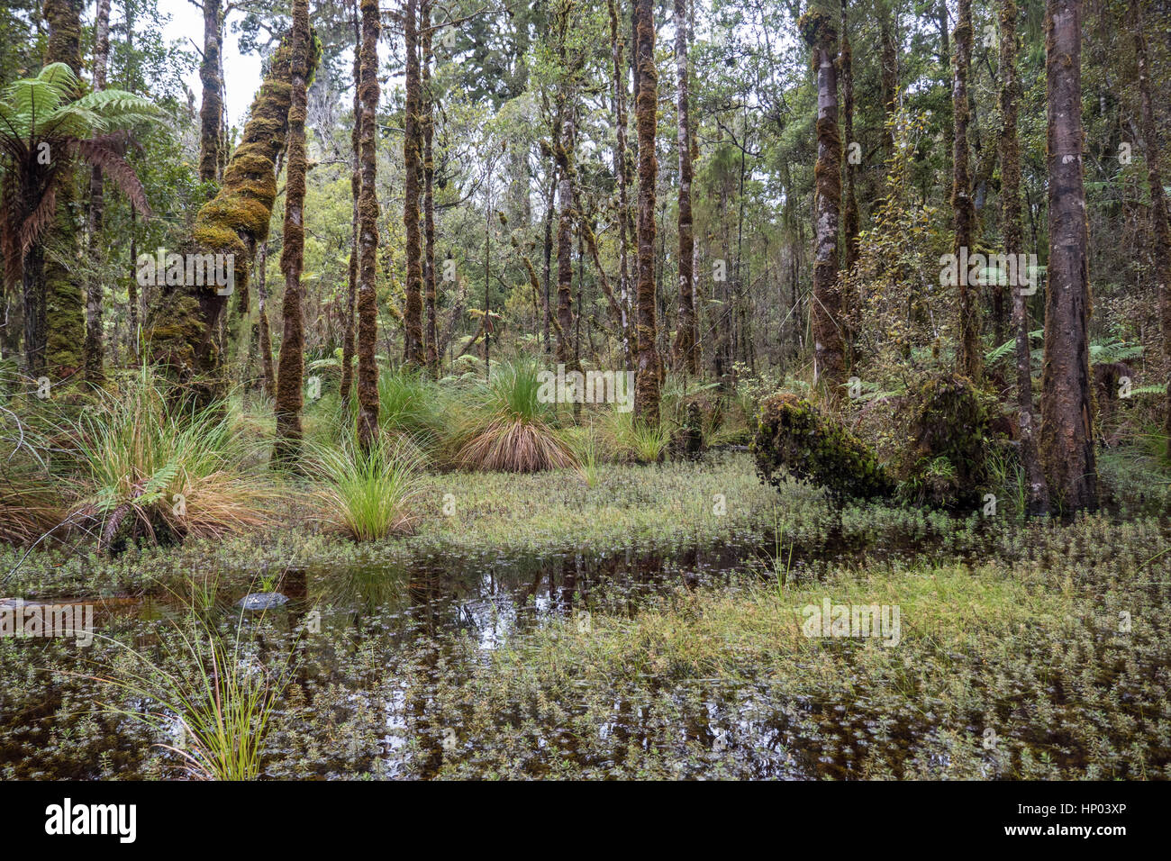Ship Creek and Kahikatea swamp forest, Haast Highway, South Island, New Zealand Stock Photo Alamy