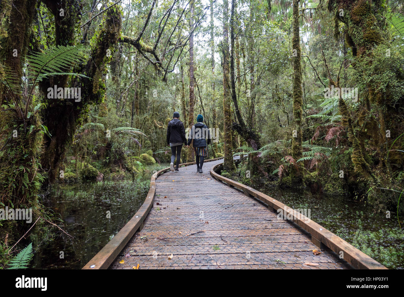 Kahikatea swamp forest walk hi-res stock photography and images - Alamy