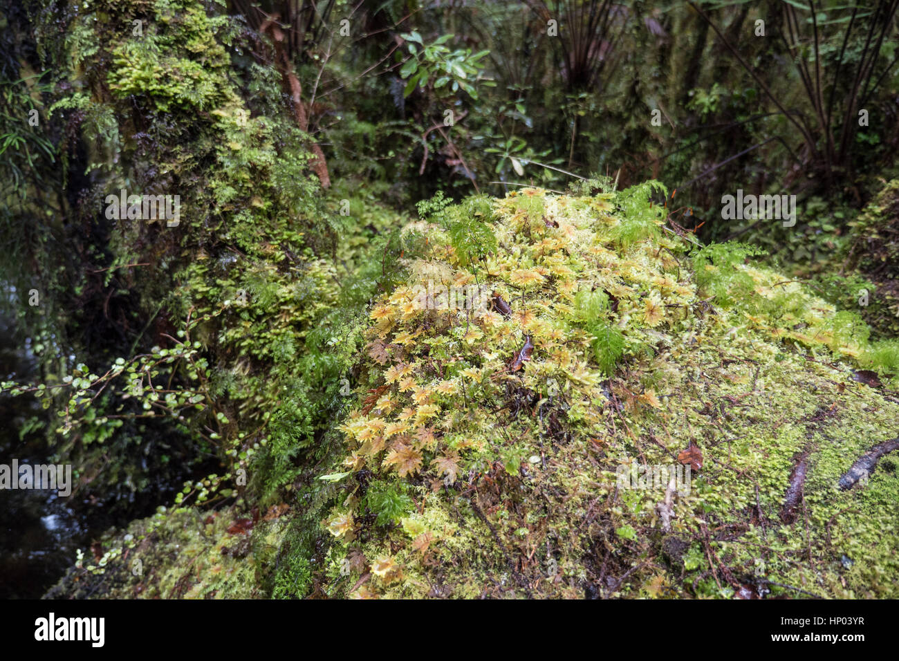 Ship Creek and Kahikatea swamp forest, Haast Highway, South Island, New Zealand. Stock Photo