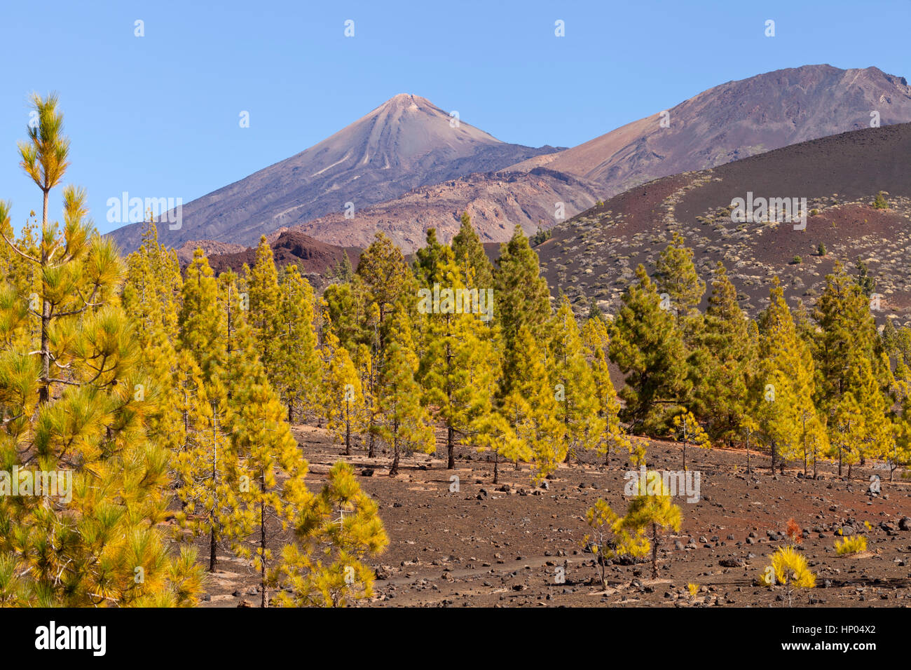 El Teide volcano with pine trees, lava rocks on its slopes in Tenerife national park, Canary islands, on a sunny summer day Stock Photo