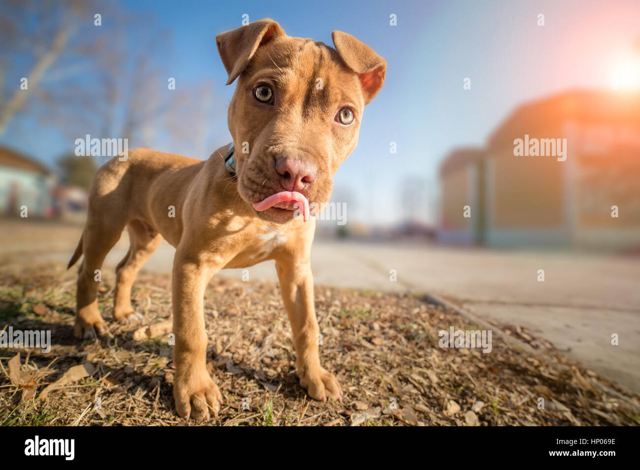 Cute American pit bull terrier pup Stock Photo