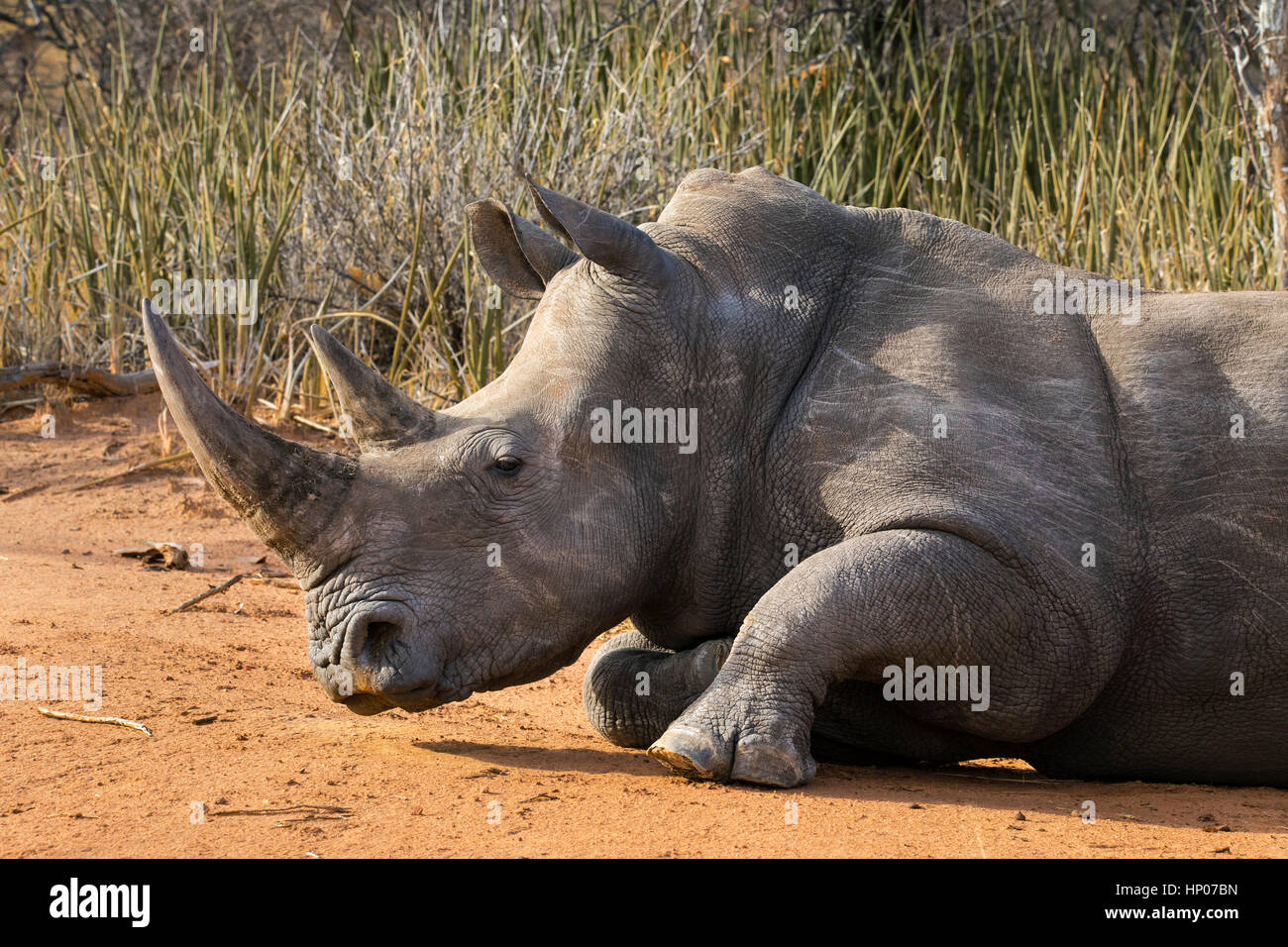 Southern White Rhinoceros, Ceratotherium simum simum, Waterberg Wilderness Reserve, Namibia, Africa, by Monika Hrdinova/Dembinsky Photo Assoc Stock Photo