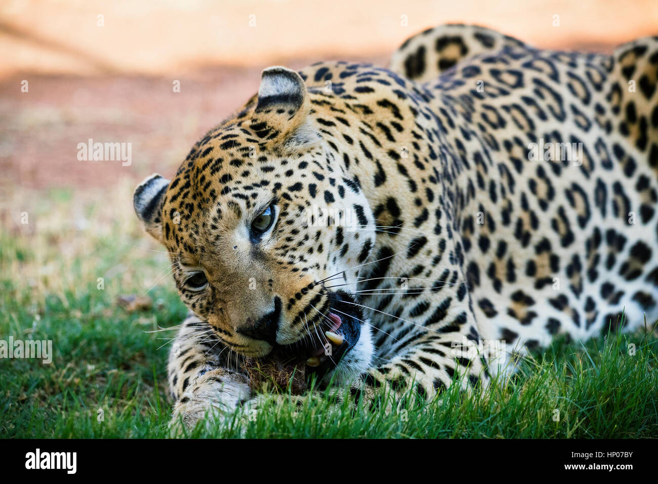 Leopard eating meat, Panthera pardus, Okonjima Reserve, Namibia, Africa
