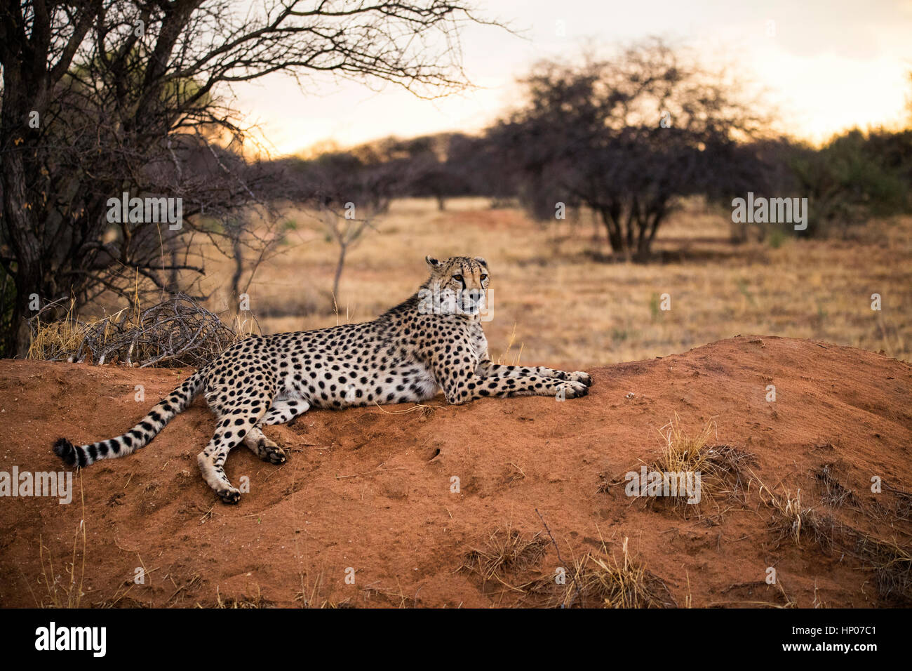 Cheetah resting, Acinonyx jubatus, Okonjima Reserve, Namibia, Africa, by Monika Hrdinova/Dembinsky Photo Assoc Stock Photo