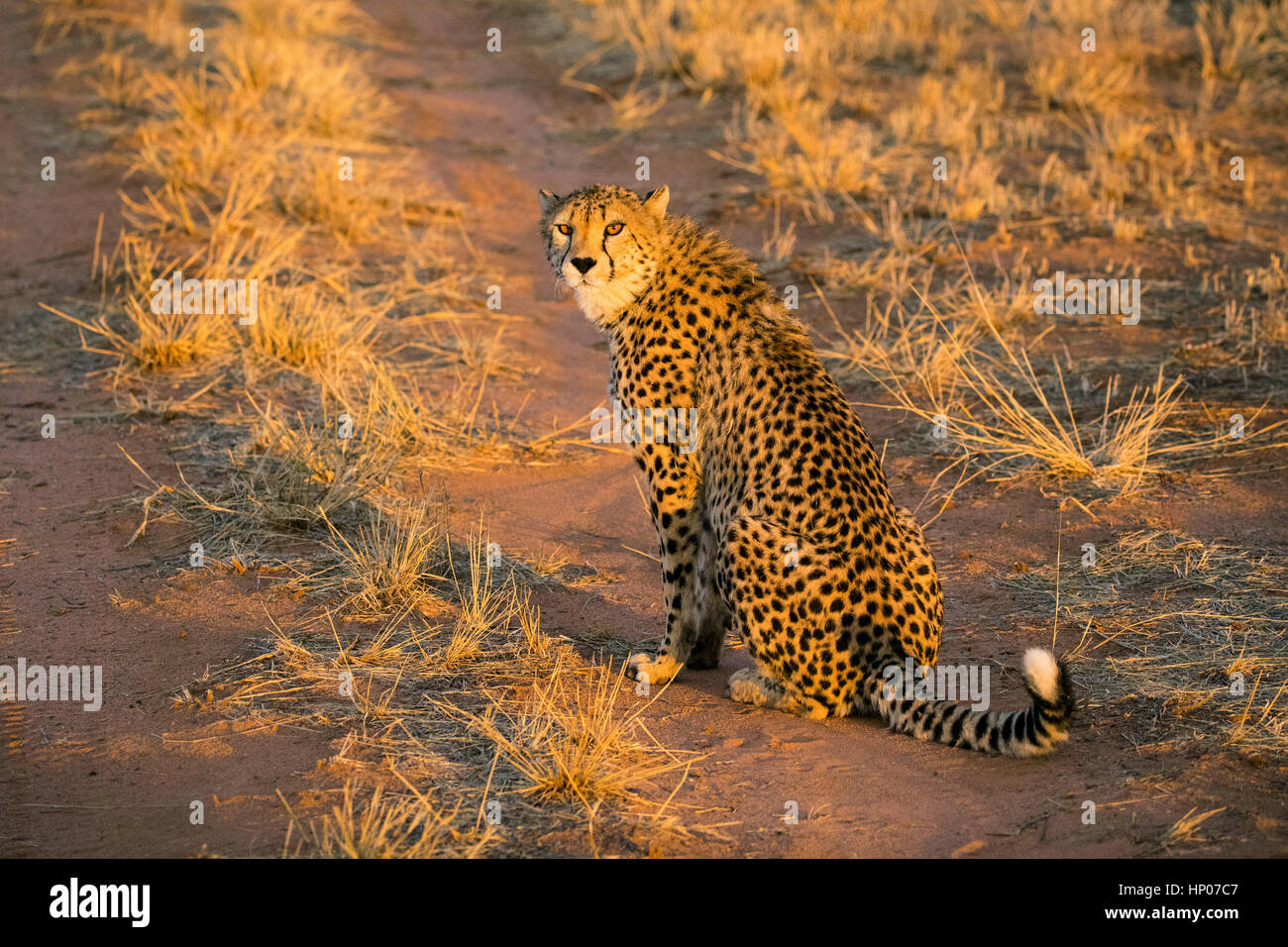 Cheetah, Acinonyx jubatus, Okonjima Reserve, Namibia, Africa, by Monika Hrdinova/Dembinsky Photo Assoc Stock Photo