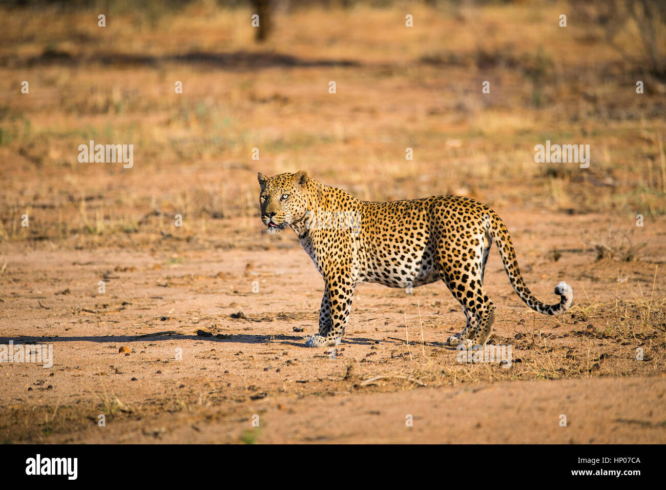 Leopard, Panthera pardus, Okonjima Reserve, Namibia, Africa, by Monika Hrdinova/Dembinsky Photo Assoc Stock Photo