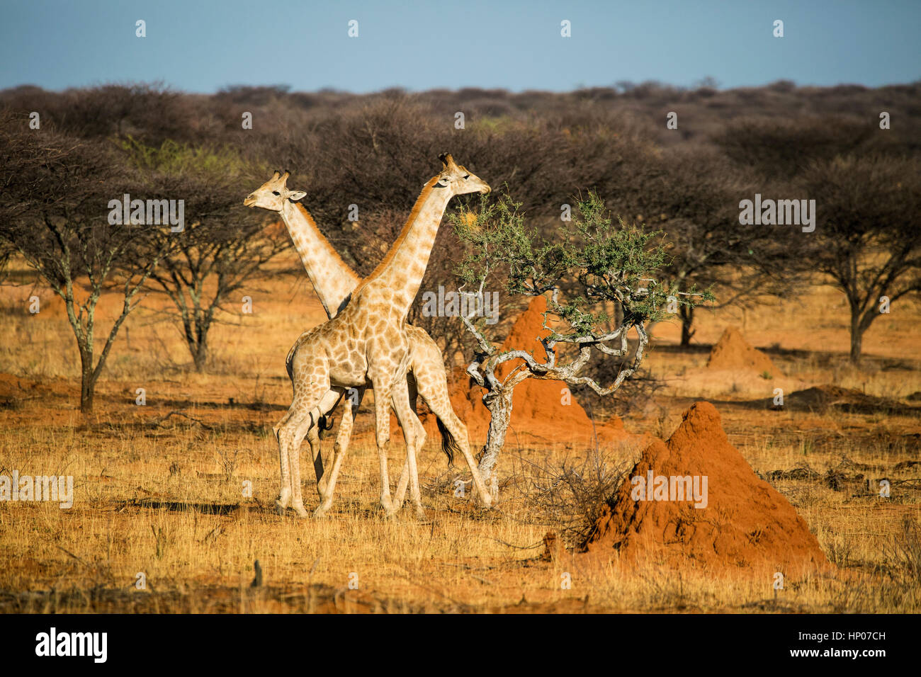 Angolan Giraffe, or Namibian Giraffe, Giraffa giraffa angolensis, Okonjima Reserve, Namibia, Africa, by Monika Hrdinova/Dembinsky Photo Assoc Stock Photo