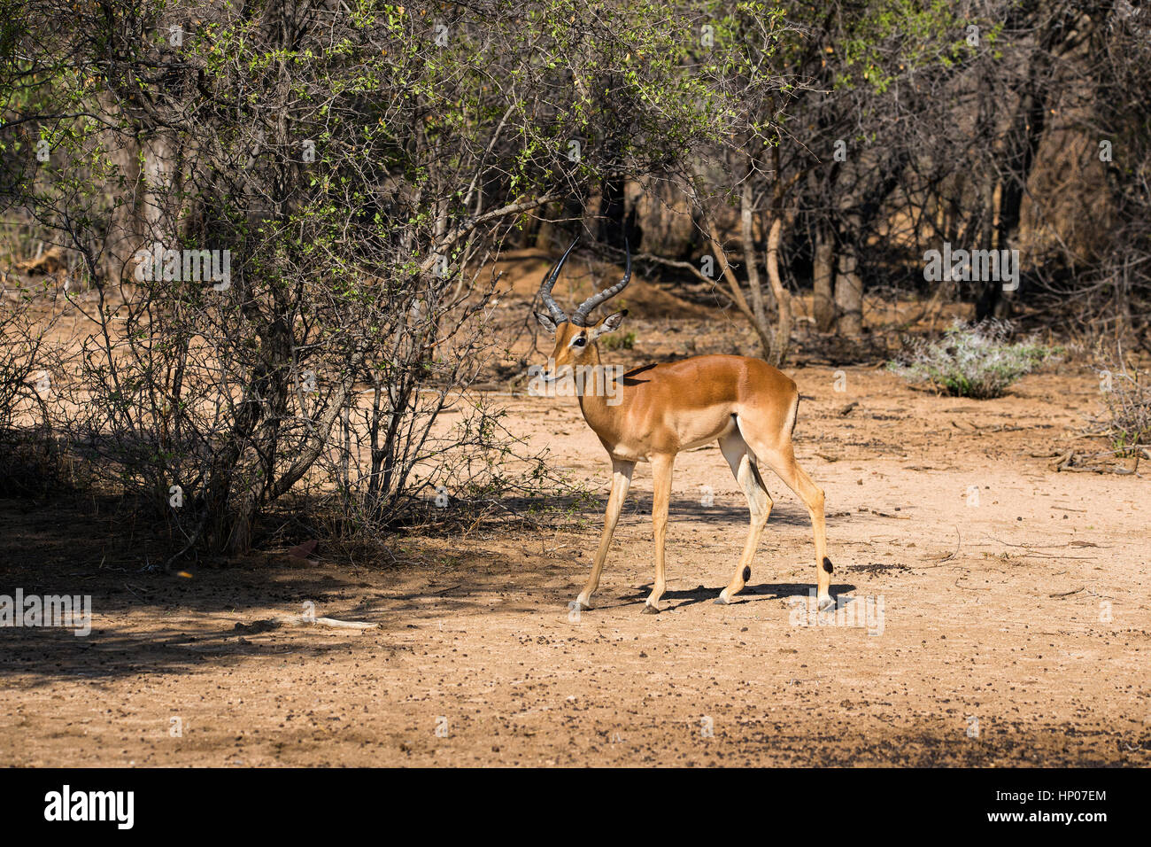 Impala, Aepyceros melampus, Okonjima Reserve, Namibia, Africa, by Monika Hrdinova/Dembinsky Photo Assoc Stock Photo