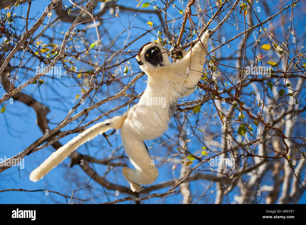 Verreaux's Sifaka, Propithecus verreauxi, Kirindy Forest Reserve, Western Madagascar,  by Monika Hrdinova/Dembinsky Photo Assoc Stock Photo