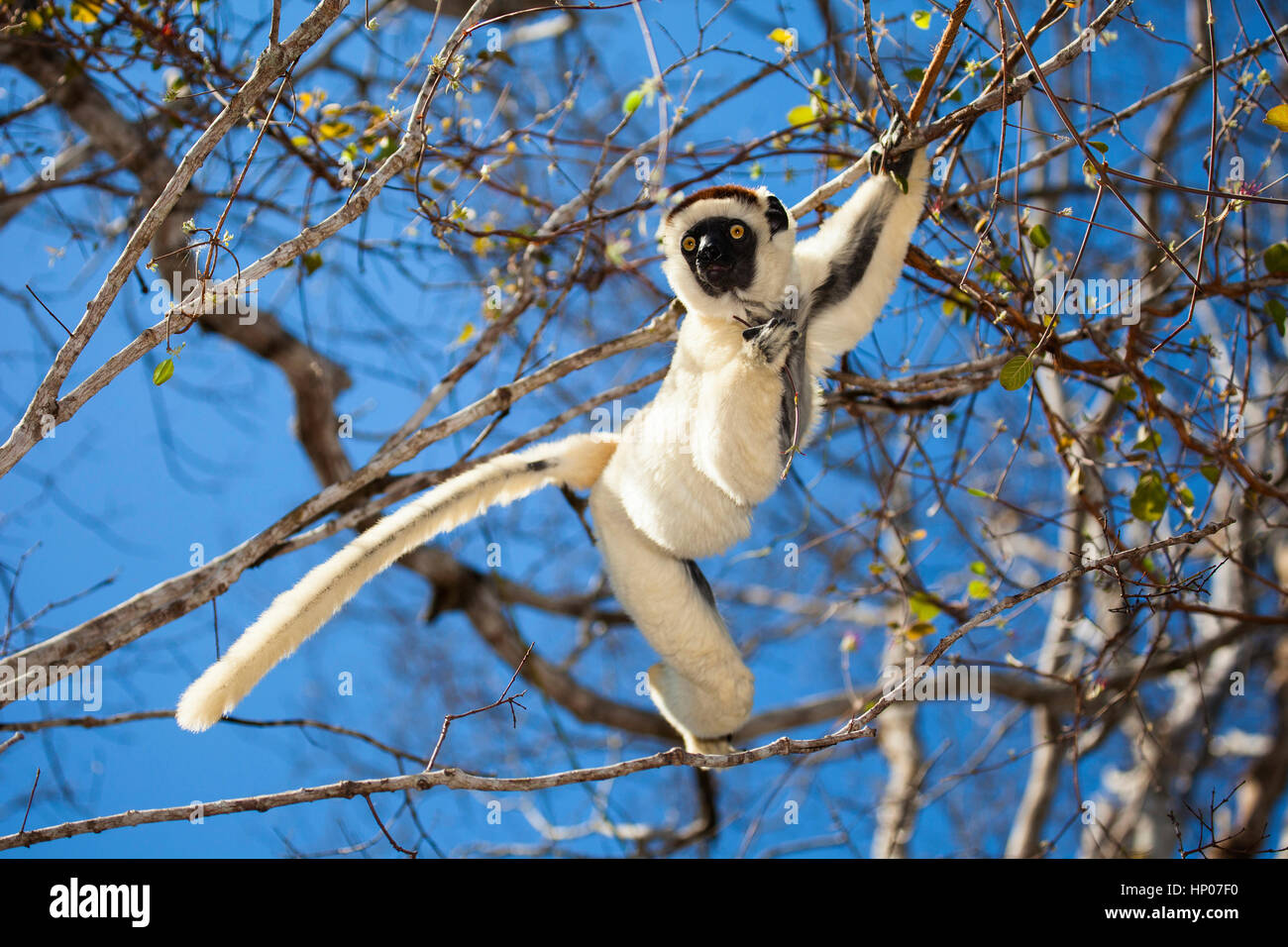 Verreaux's Sifaka, Propithecus verreauxi, Kirindy Forest Reserve, Western Madagascar, by Monika Hrdinova/Dembinsky Photo Assoc Stock Photo