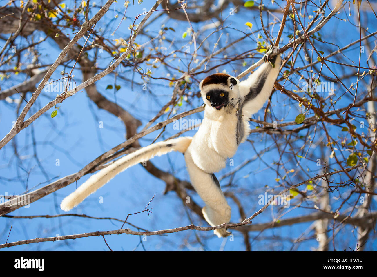 Verreaux's Sifaka, Propithecus verreauxi, Kirindy Forest Reserve, Western Madagascar, by Monika Hrdinova/Dembinsky Photo Assoc Stock Photo