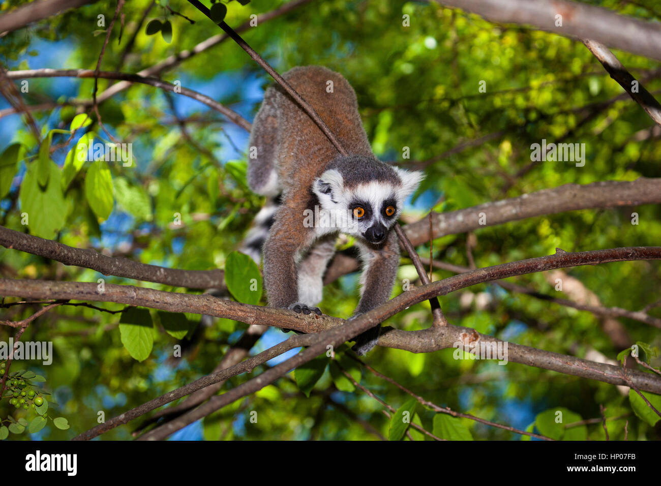 Ring-tailed Lemur, Lemur catta, Anja Reserve, Central Madagascar, by Monika Hrdinova/Dembinsky Photo Assoc Stock Photo
