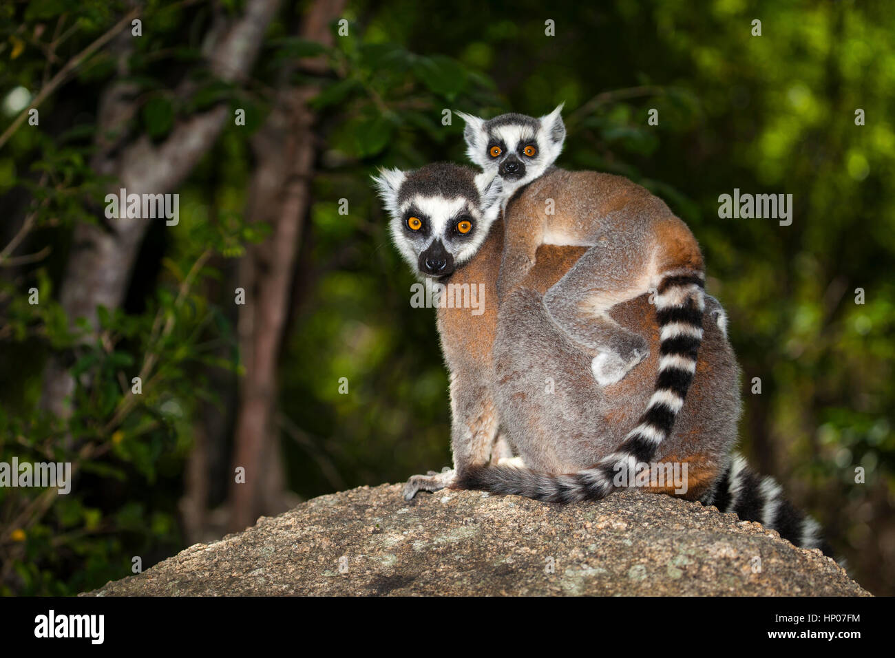 Ring-tailed Lemur with young, Lemur catta, Anja Reserve, Central Madagascar, by Monika Hrdinova/Dembinsky Photo Assoc Stock Photo