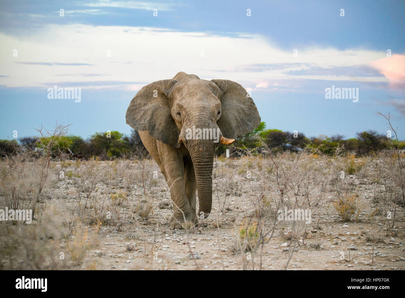 African Elephant, Loxodonta africana, Etosha National Park, Namibia, Africa, by Monika Hrdinova/Dembinsky Photo Assoc Stock Photo