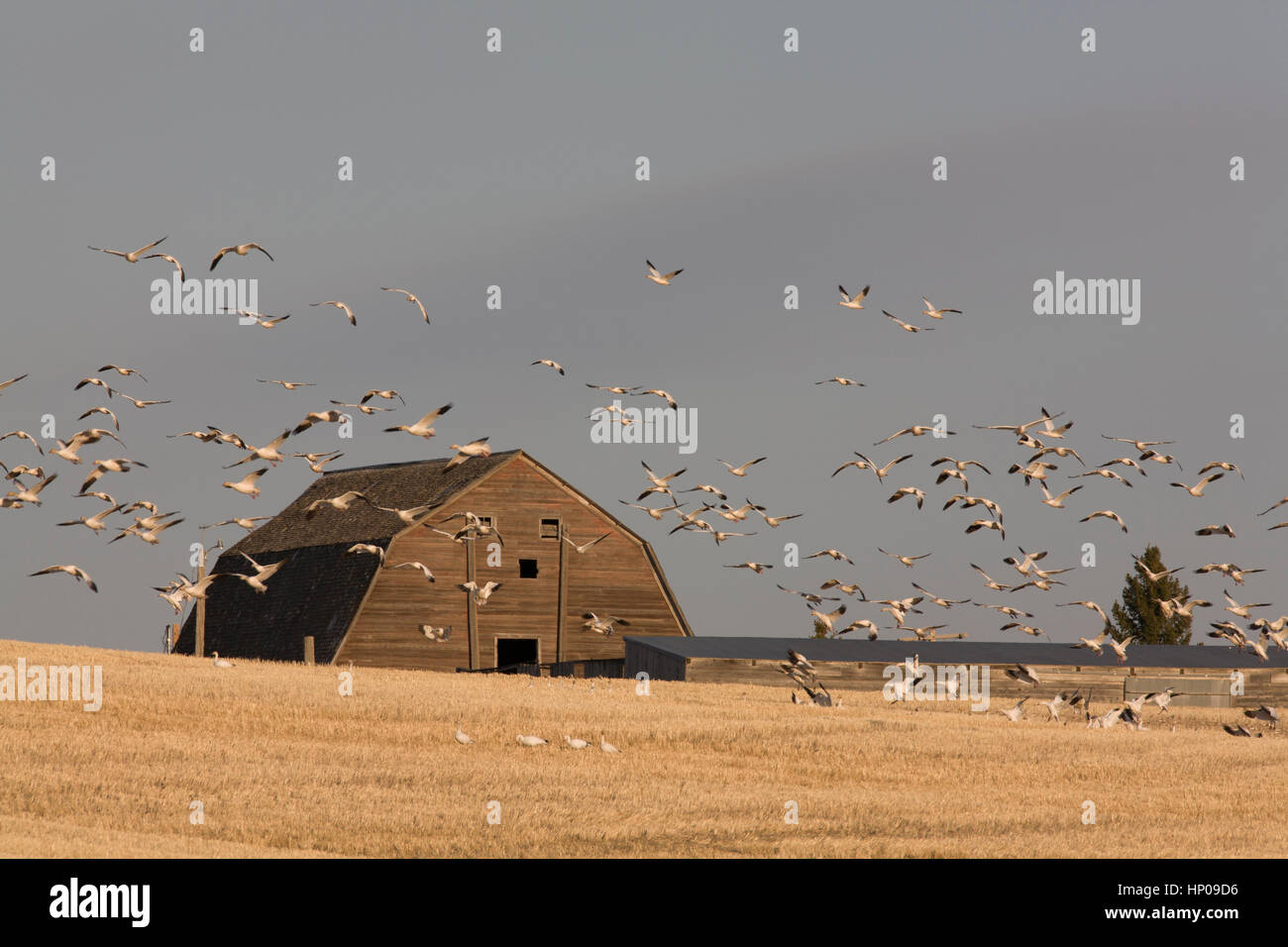 Migrating snow geese (Chen carulescens) come in to land at a grain banquet, near Fairfield Montana 'Malting Barley Capitol of the W, Teton County, MT. Stock Photo