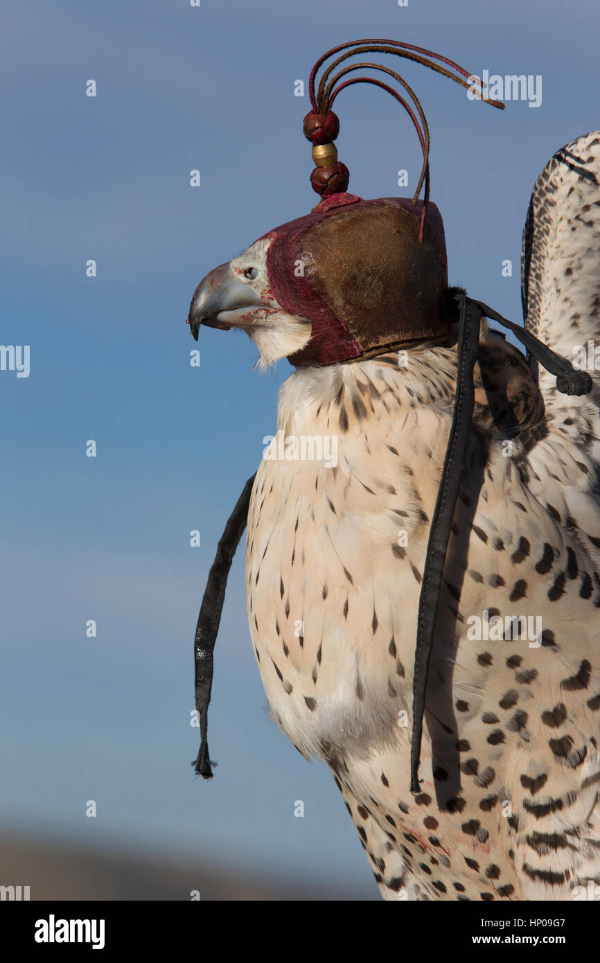 Hooded falcon (Witch, peregrine gyrfalcon cross) with messy bill from feeding. Stock Photo