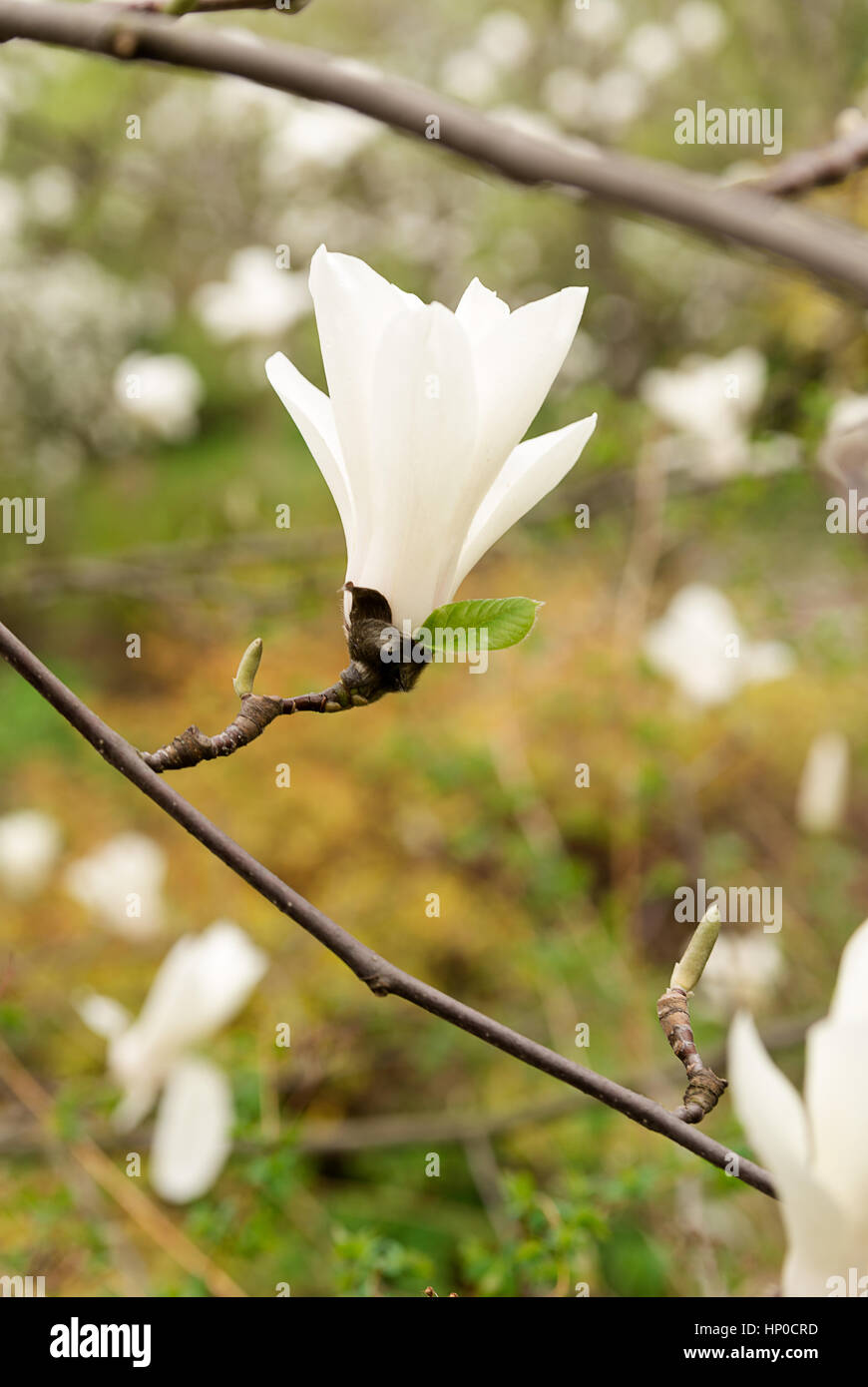 Flowers plants Magnolia bloom in the spring on a Sunny day Stock Photo ...