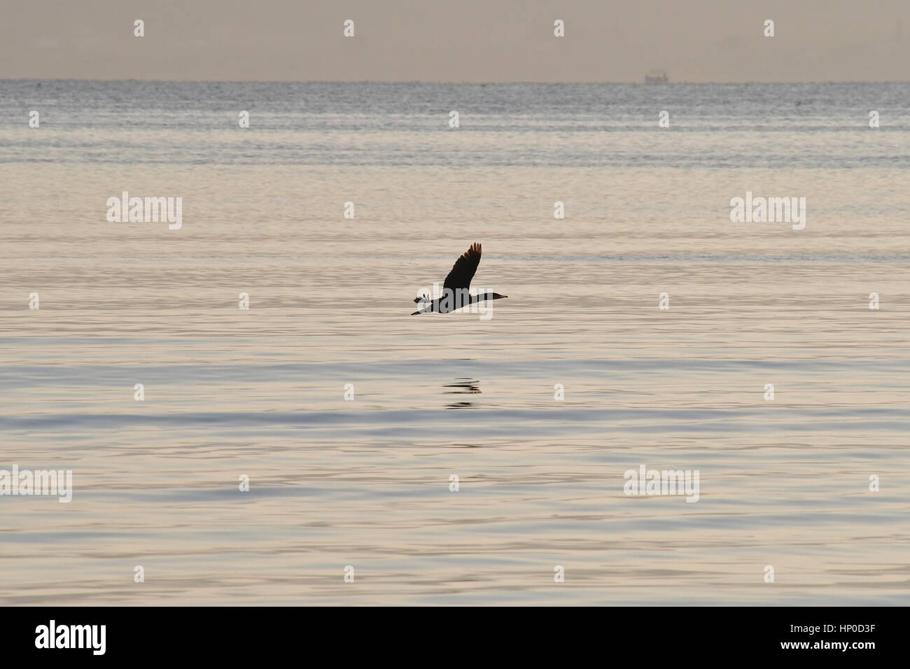 Nafplio,Greece,17th February 2017A big Cormorant flies in wetland Nafplio Nea Kios in the sunset. Stock Photo