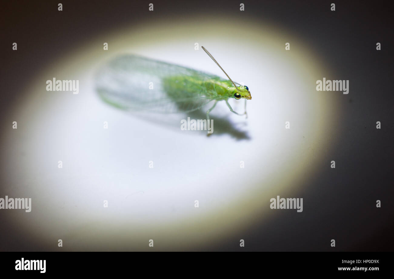 Green Lacewing Bug on stage Stock Photo