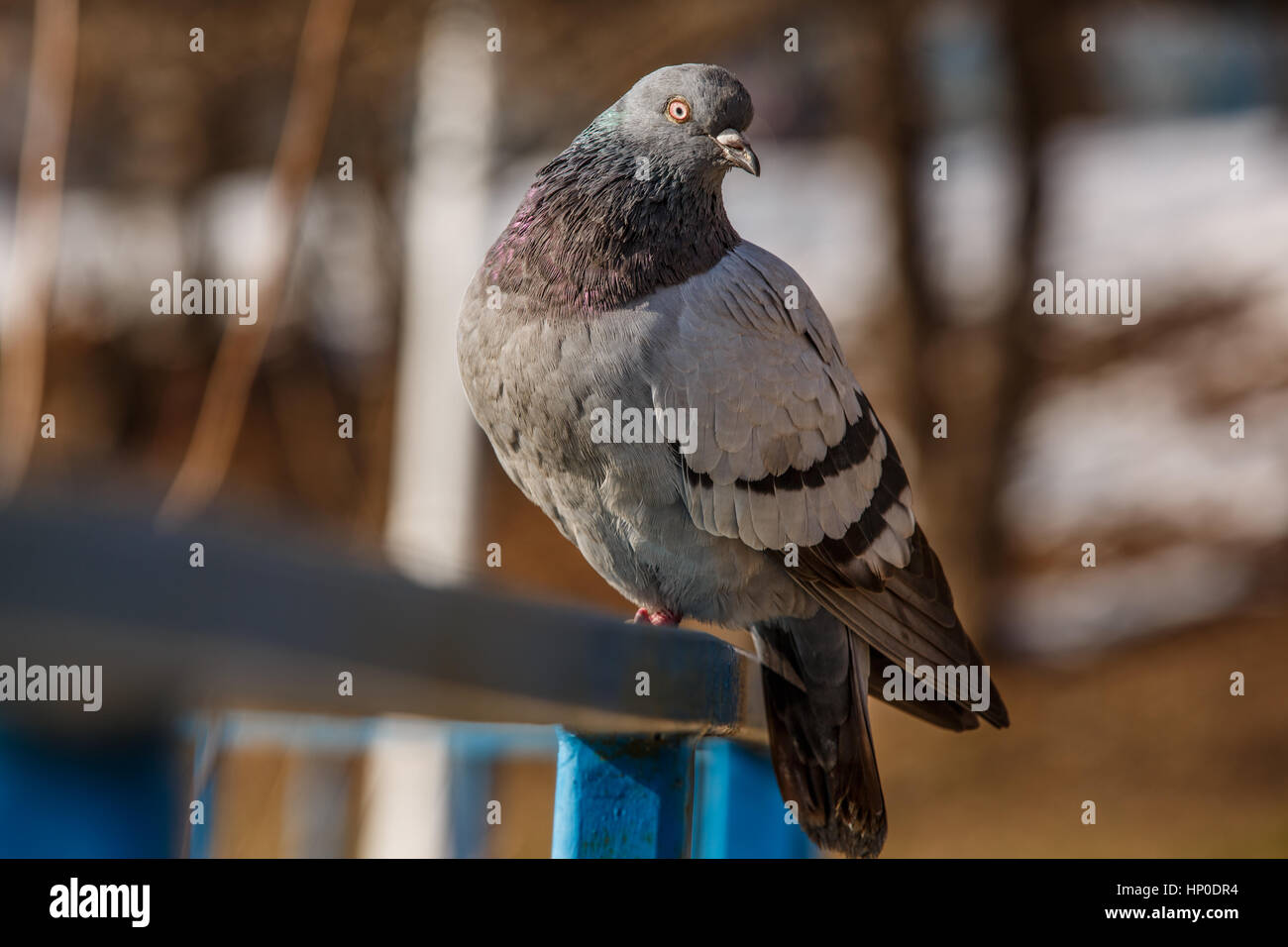 Fat pigeon hires stock photography and images Alamy