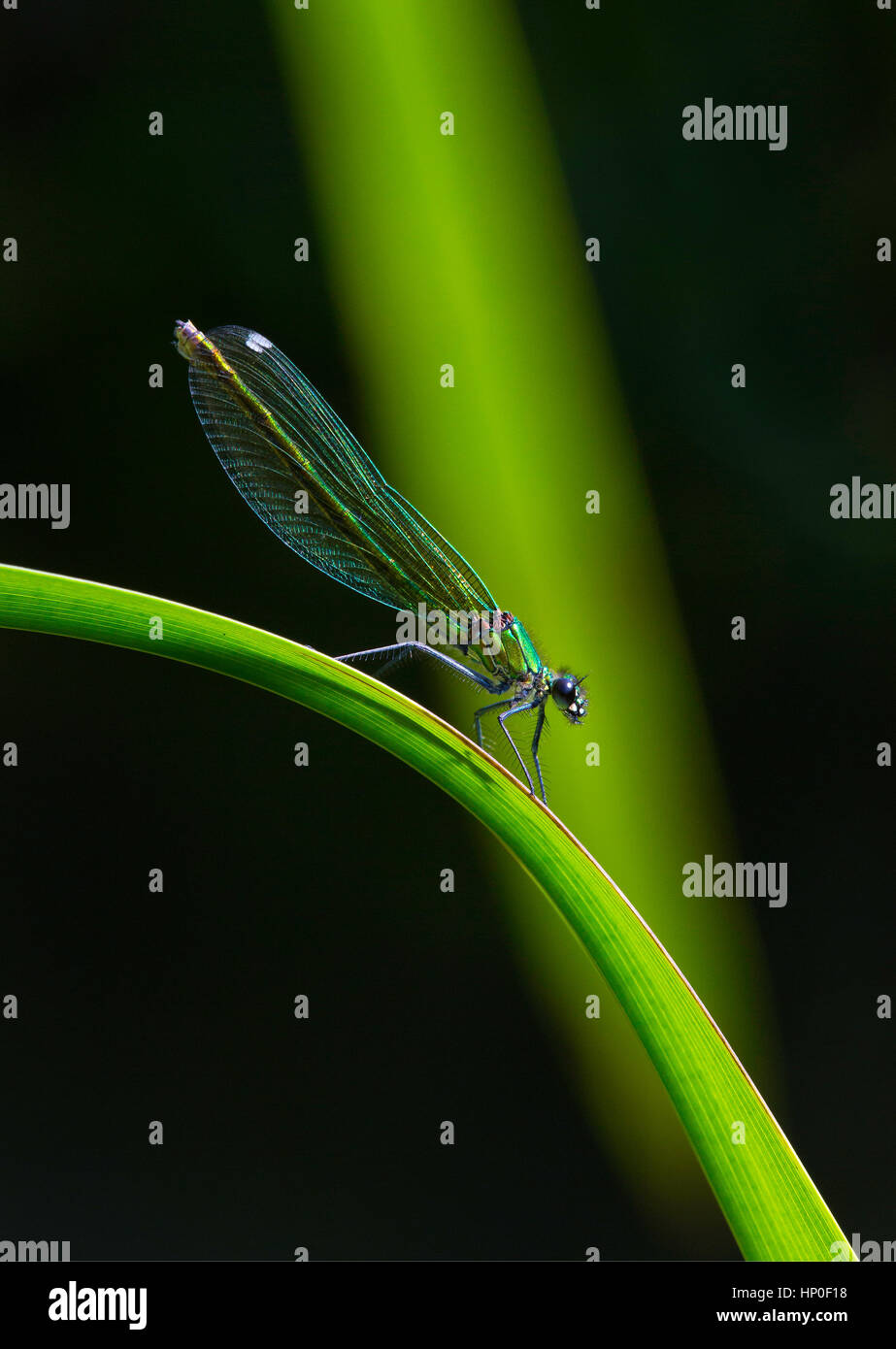 Banded Demoiselle (Calopteryx splendens) - Portrait shot of a female banded demoiselle on a bright green reed, against a black & green background Stock Photo
