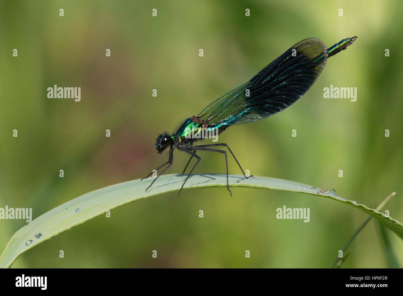 Banded Demoiselle (Calopteryx splendens) - male banded demoiselle alighted on green reed with wings closed Stock Photo