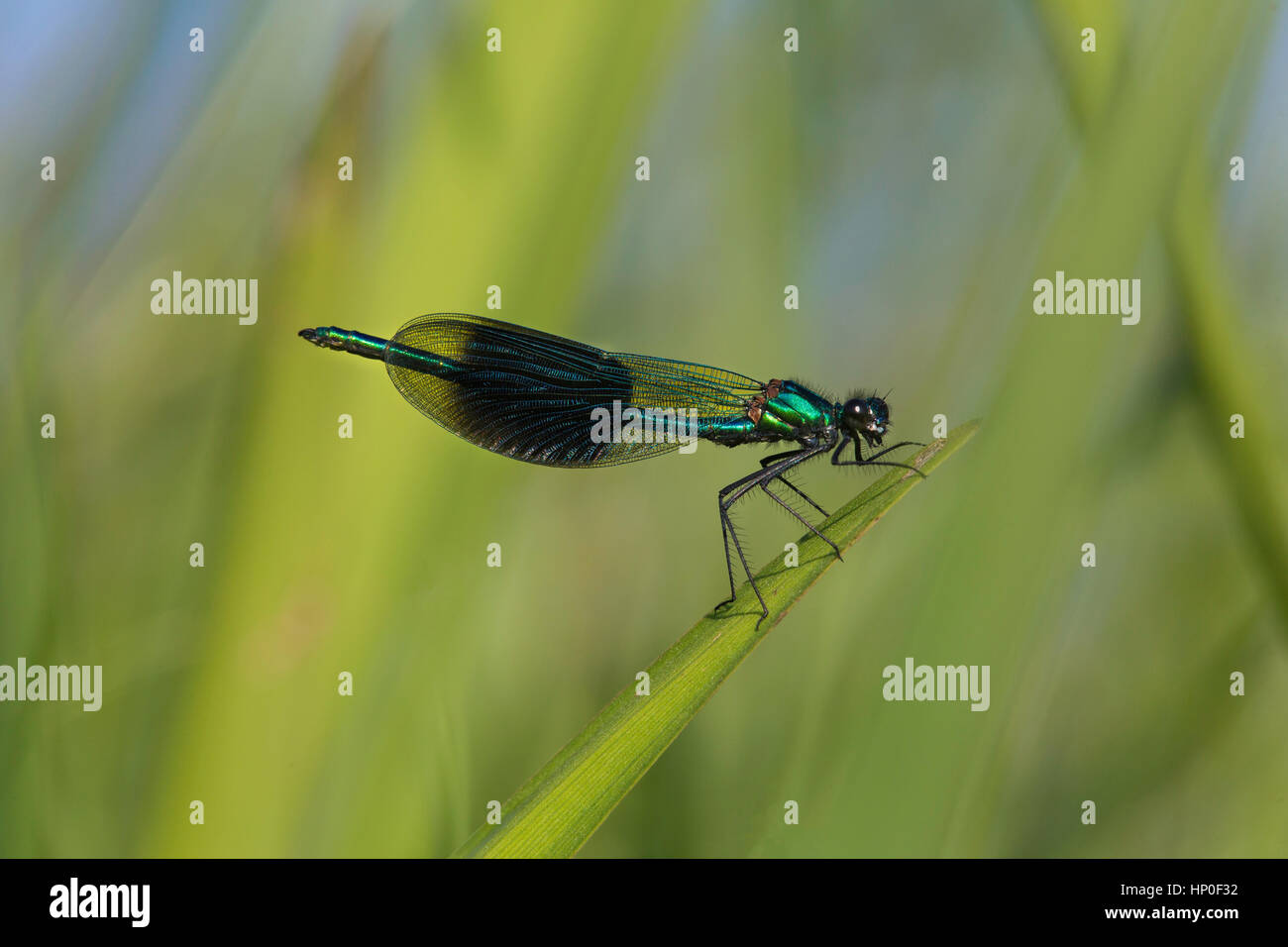 Banded Demoiselle (Calopteryx splendens) - male banded demoiselle alighted on green reed with wings closed Stock Photo
