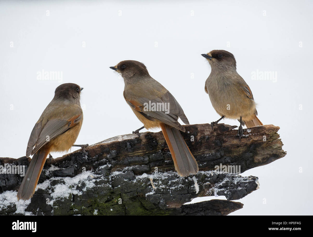 A group of three Siberian Jays (Perisoreus infaustus) sitting on a log in the snow, whilst it is snowing Stock Photo