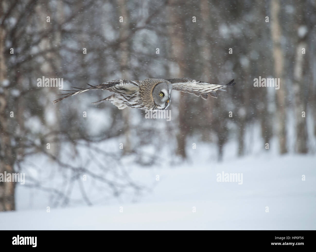 Great grey owl (strix nebulosa) gliding through a snowy forest as it hunts Stock Photo