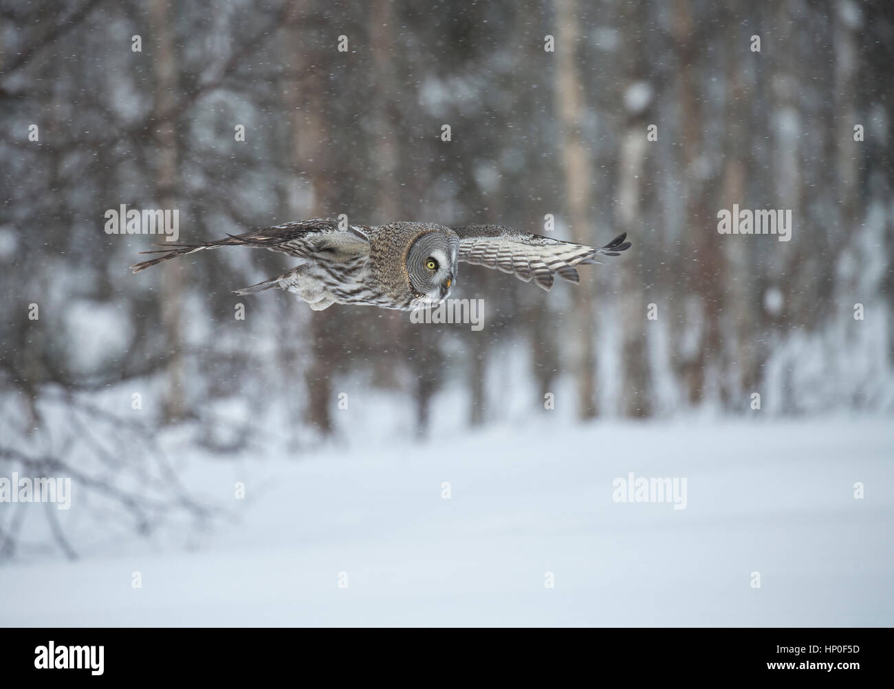 Great grey owl (strix nebulosa) gliding through a snowy forest as it hunts Stock Photo