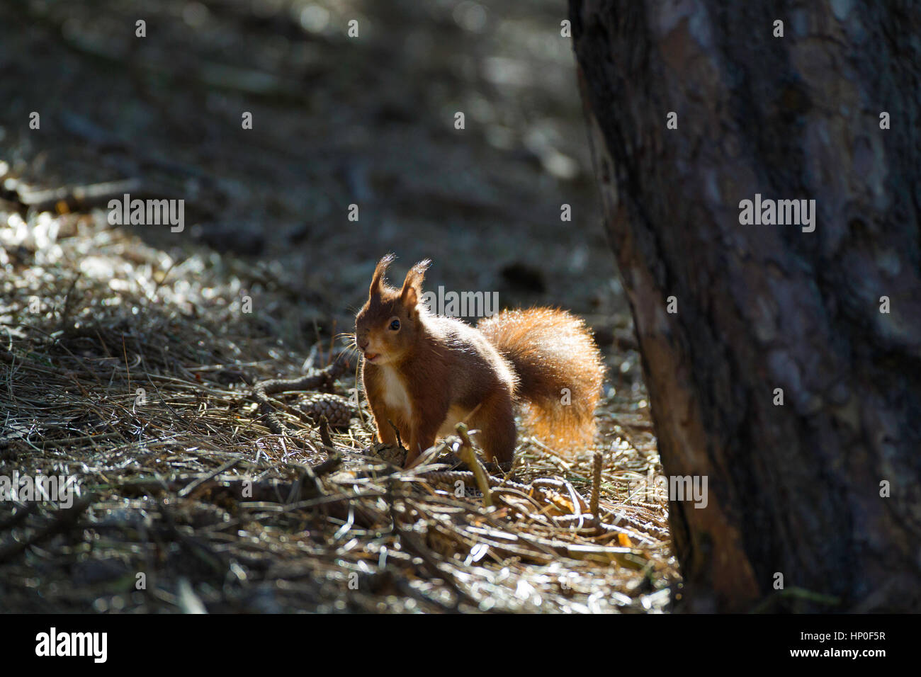 Red squirrel (sciurus vulgaris) foraging on the forest floor and backlit Stock Photo