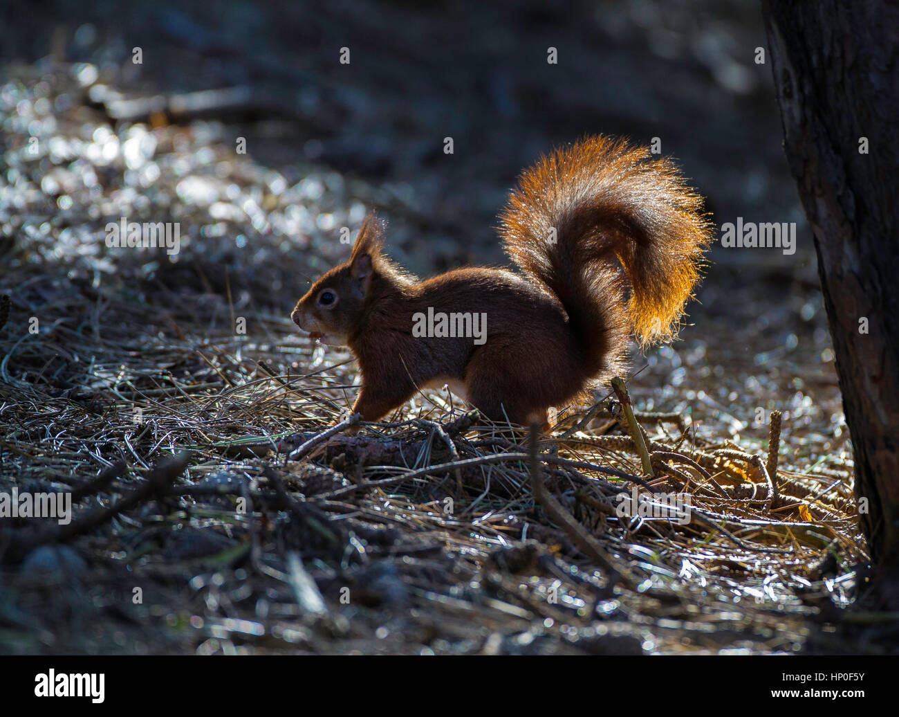 Red squirrel (sciurus vulgaris) foraging on the forest floor and backlit Stock Photo