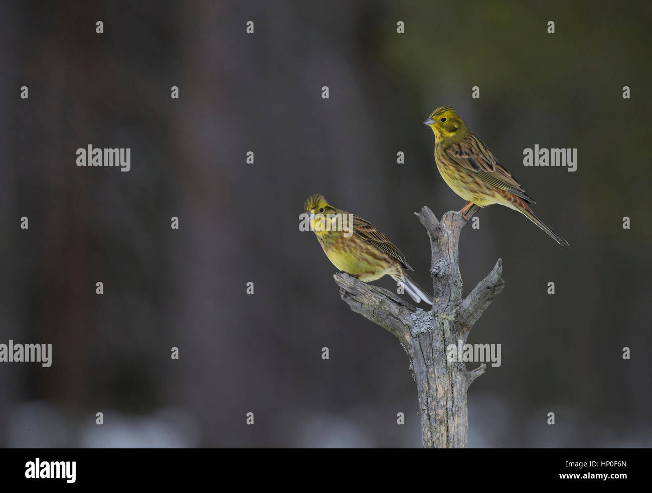 Two yellow hammers (Emberiza citrinella) perched at the top of a dead tree against a dark background Stock Photo