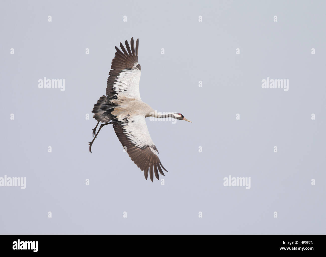 Crane (Grus grus) flying against grey blue sky coming into land with legs dangling down Stock Photo
