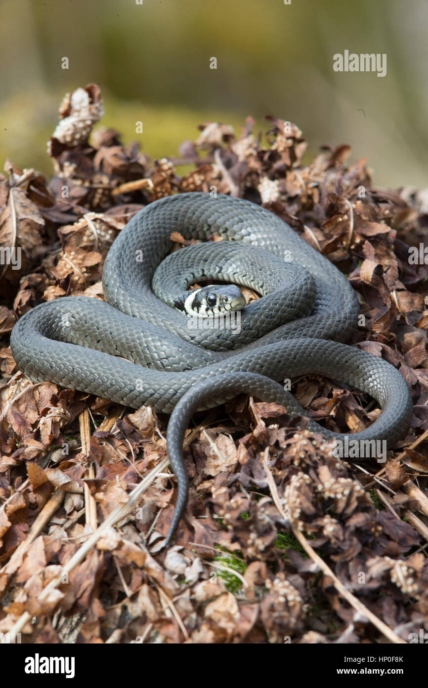 Grass snake (Natrix natrix) coiled on a bed of brown dead bracken Stock Photo