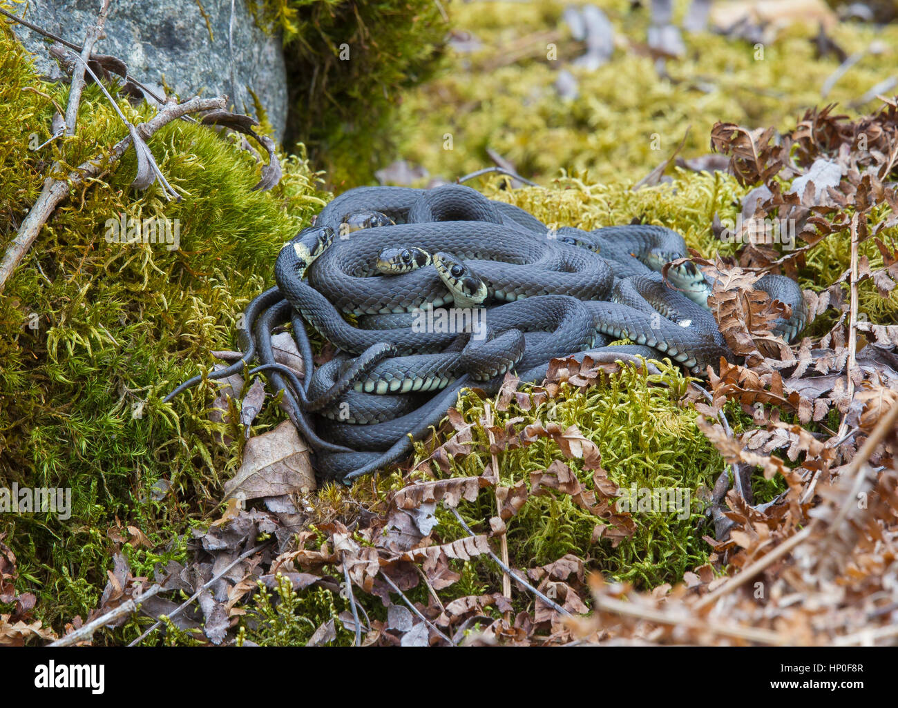 Ball of grass snakes (Natrix natrix) keeping warm coiled on a bed of brown dead bracken amid green moss covered boulders Stock Photo