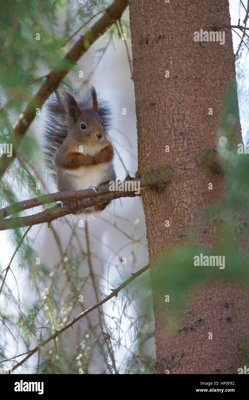 Red squirrel (sciurus vulgaris) perched on a branch in a pine tree Stock Photo