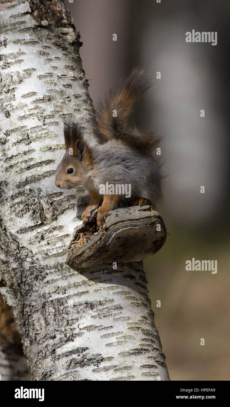 Red squirrel (sciurus vulgaris) feeding on a silver birch trunk, sitting on a bracket fungus Stock Photo
