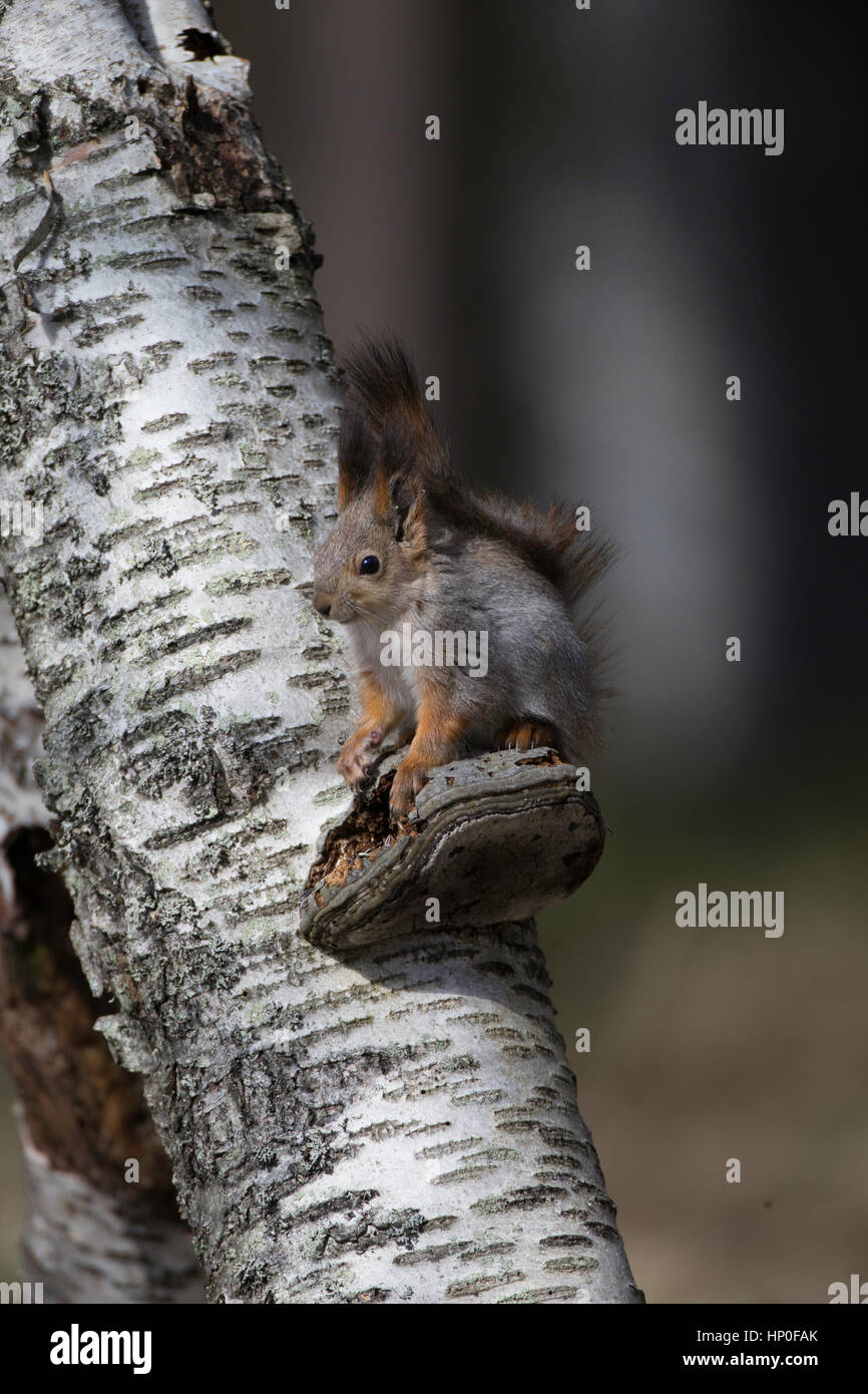 Red squirrel (sciurus vulgaris) sitting on a bracket fungus, on a silver birch tree trunk Stock Photo