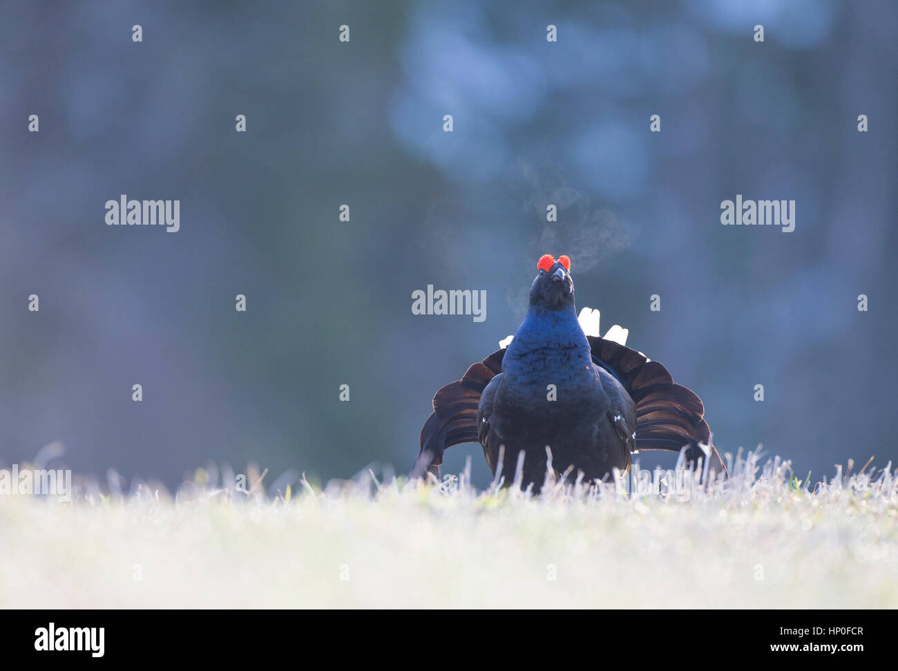 Male Black Grouse ( Lyrurus tetrix) displaying at an early morning lek with his breath condensing in the chilly air Stock Photo