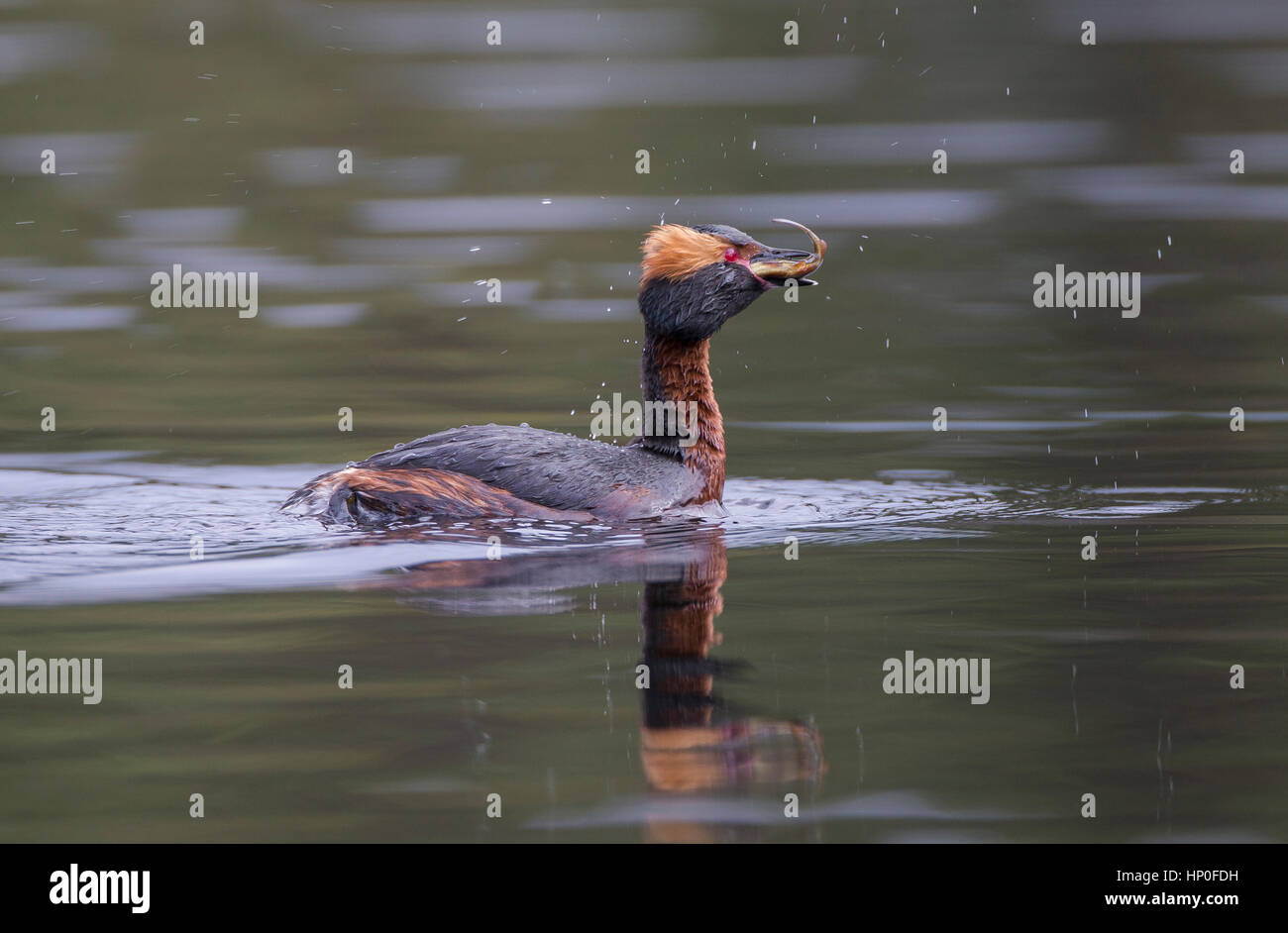Slavonian or horned grebe (Podiceps auritus) with a fish in it's mouth as it swims across dark water Stock Photo