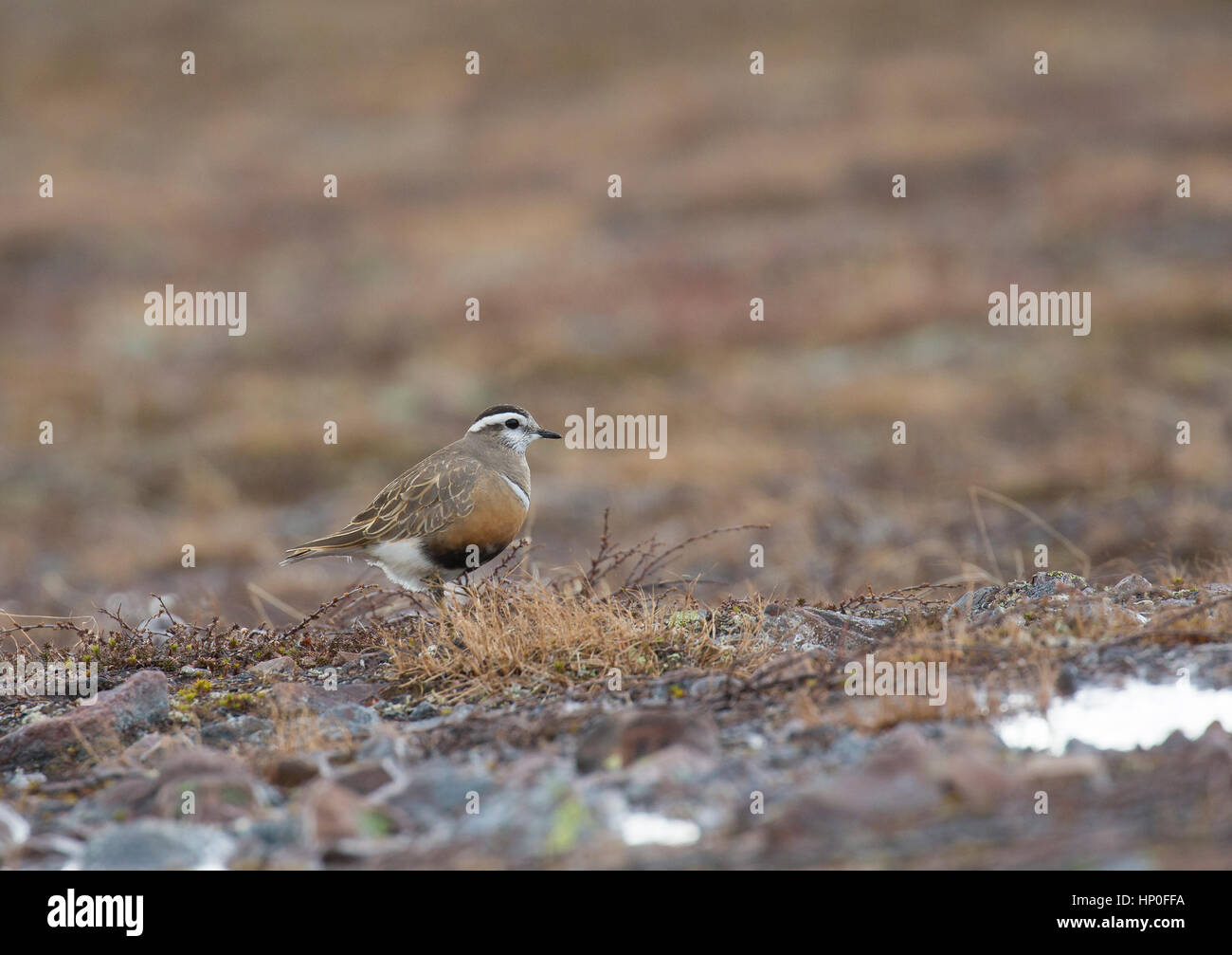 Dotterel (Charadrius morinellus) on the high arctic tundra in spring Stock Photo