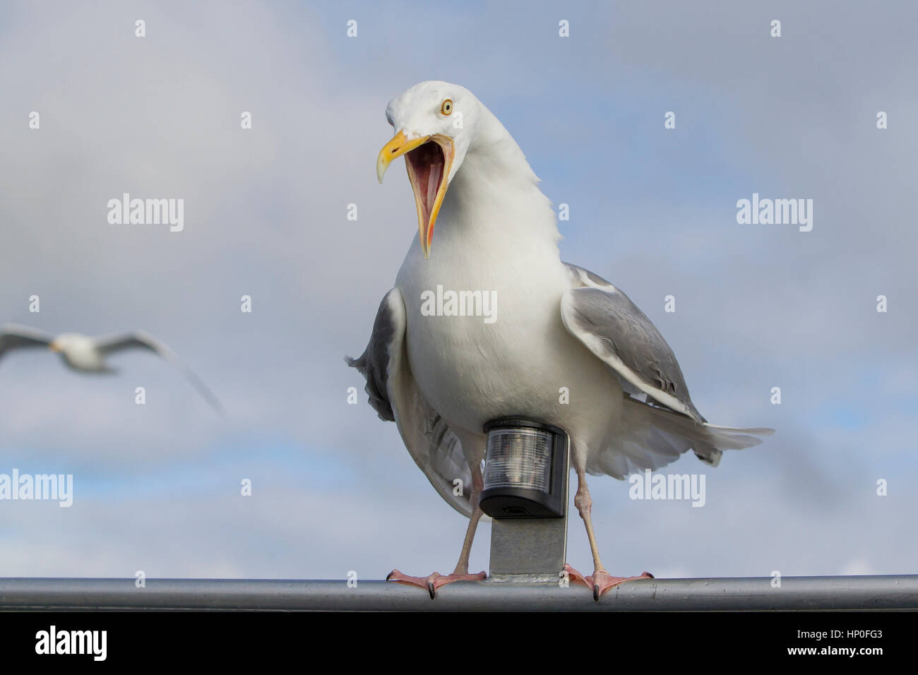 Herring gull (Larus argentatus) landing in a painful position astride the running light on a boat Stock Photo