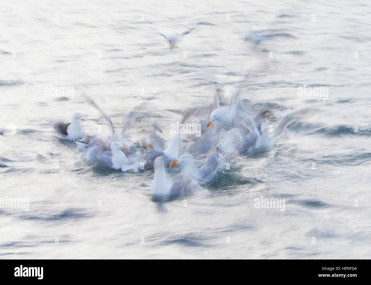 Slow shutter speed shot of a group of herring gulls (Larus argentatus) diving and fighting for food on the surface of the sea Stock Photo