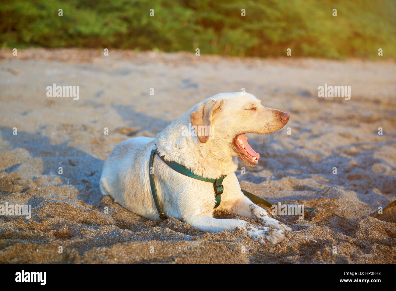 Labrador open mouth laying on beach sand sunset light time Stock Photo