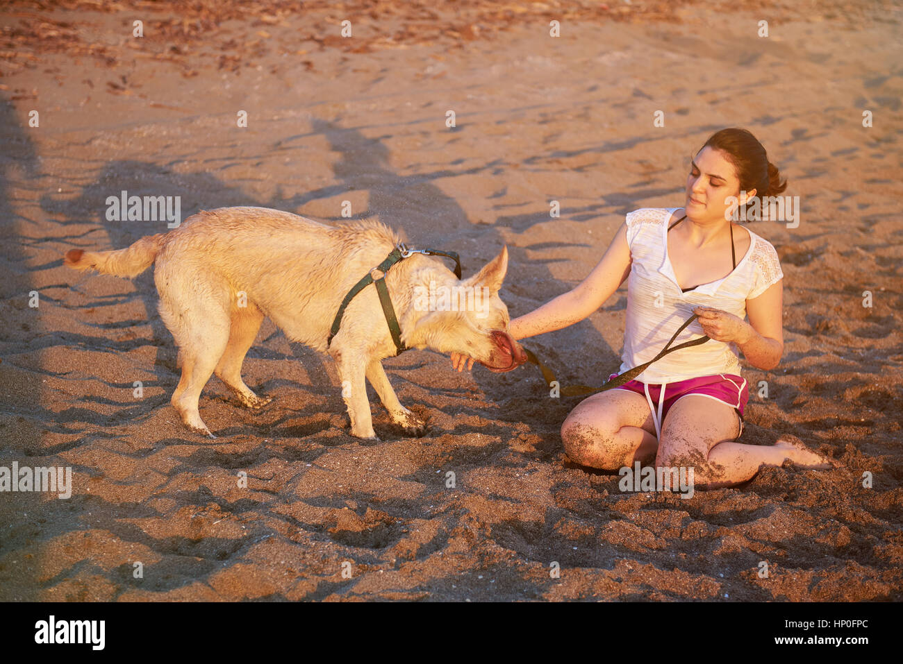 Wet labrador shaking on beach with young woman friend Stock Photo